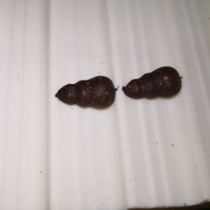 River Snail - Vizi Csiga Extreme  Kézi Bojli roller