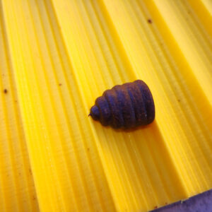 Bullet - Töltény Extreme Kézi bojli Roller